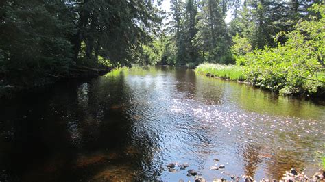 Brook Trout Fishing In Finland Mn Its my favorite place to go