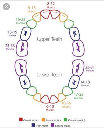 2 Year Old Teeth Chart