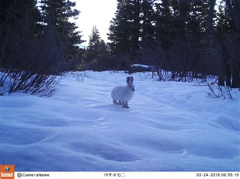 Snowshoe hare (Lepus americanus). Snowshoe hares are aptly named for ...