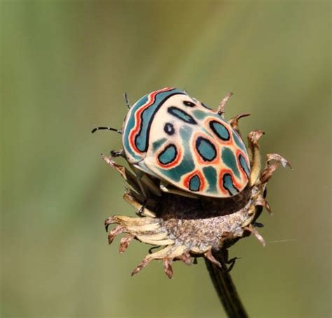 15 Pictures of the Most Beautiful Insects in the World