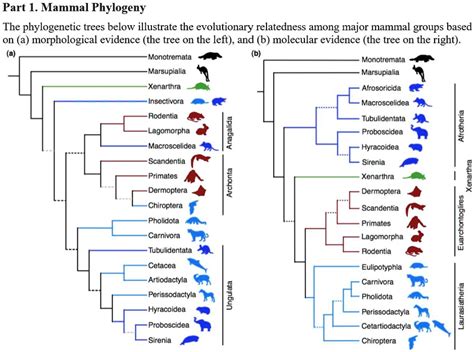 Mammal Phylogeny