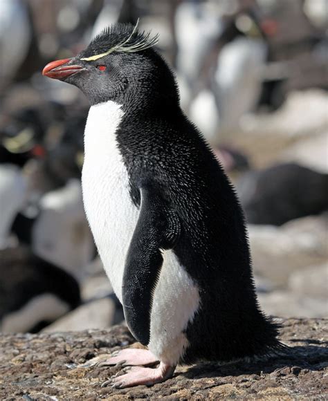 Antarctic penguins, species, facts and adaptations | Penguins, Rockhopper penguin, Types of penguins