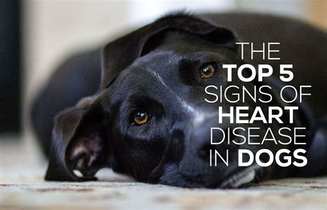 Stages Of Heart Disease In Dogs