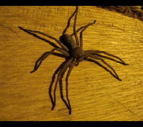 Brown huntsman spider | Flickr - Photo Sharing!