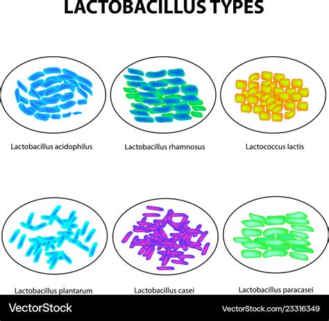 Types lactobacilli lactobacillus good Royalty Free Vector