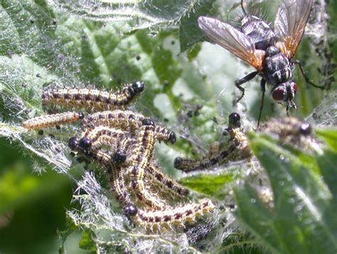 Diptera.info - Discussion Forum: Tachinidae, likes Aglais urticae larvae