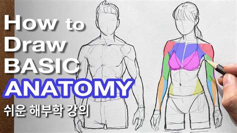 Anatomy Drawing For Beginners