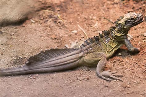 Sailfin Lizard Facts - CRITTERFACTS