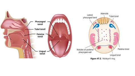 SOLUTION: Anatomy of tonsils - Studypool