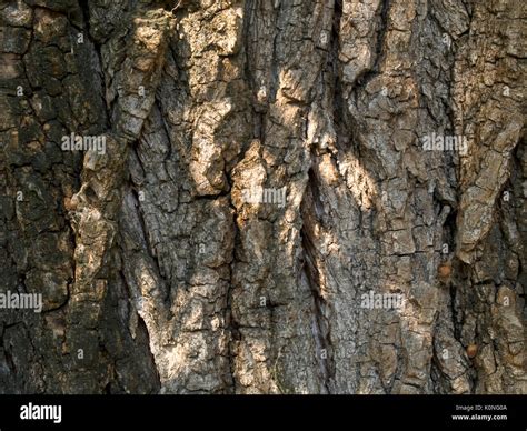 Poplar tree bark Stock Photo - Alamy