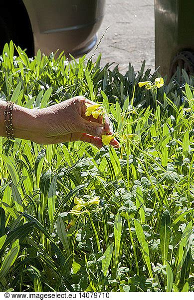 Foraging for Wild Edibles Foraging for Wild Edibles,city park,echo park ...