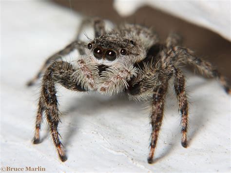 Jumping Spider - Platycryptus undatus - North American Insects & Spiders