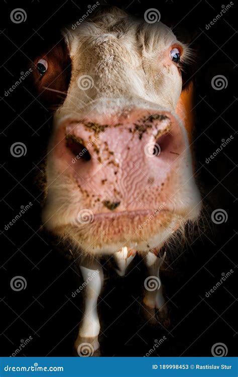 3,948 Funny Cow Face Photos - Free & Royalty-Free Stock Photos from ...