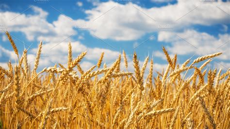 Golden wheat field over blue sky at | High-Quality Nature Stock Photos ...