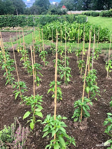 Pepper Plant Spacing: How Far Apart to Plant Peppers in the Garden