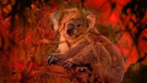 Australian Bushfire Rescue | Meet Bear, the Koala Detection Dog ...