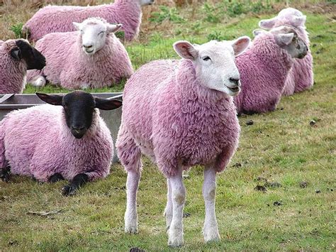 17 Best images about Sheep colors on Pinterest | The winter, Red sheep and Wool