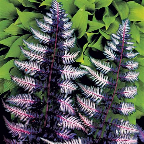 HOW TO GROW JAPANESE PAINTED FERNS |The Garden of Eaden