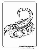 12 Scorpion Coloring Pages  Free Printable 🦂 Animal sketch template