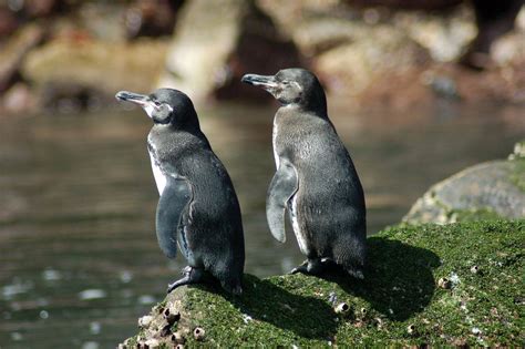 Galapagos Penguin Compare To A Mice / The galápagos penguin goes ...