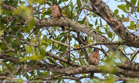 Kestrel Seychelles (Falco araeus) male and female endemic - Seychelles - World Bird Photos