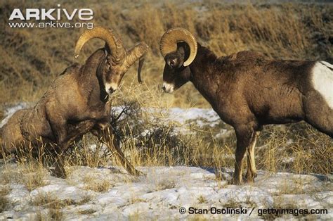 Bighorn sheep photo | Sheep, Animals, Moose art