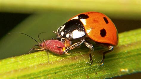 Seven-Spotted Lady Beetle eats an Aphid - North American Insects & Spiders