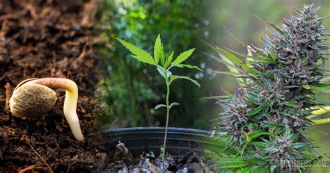 The Life cycle of Cannabis: From seed to harvest - Sensi Seeds