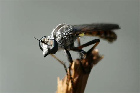 Nature's Archive Blog: Robber Fly