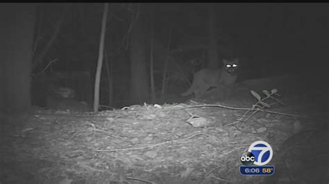 Drought may cause more mountain lion sightings - ABC7 San Francisco