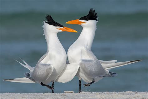 Royal Tern | Audubon Field Guide