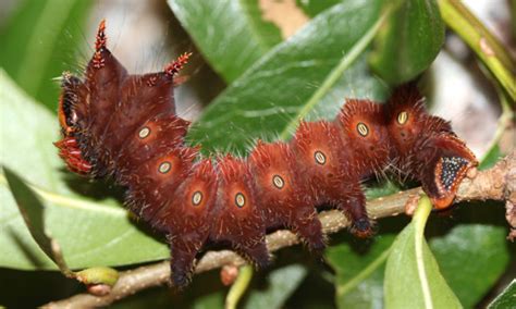 imperial moth - Eacles imperialis imperialis (Drury, 1773)