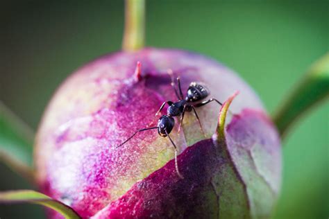 black garden ant habitat - Rosalind Hanlon