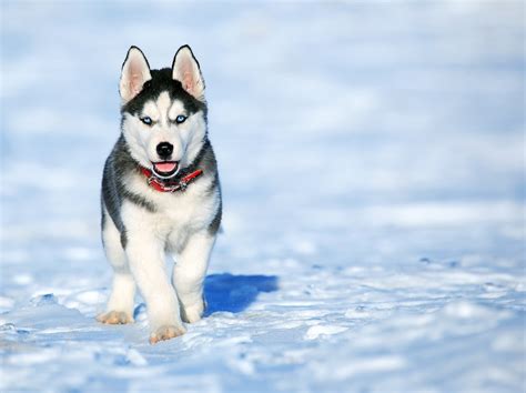 Siberian Husky Dog - Complete Guide & Facts - Animal Corner