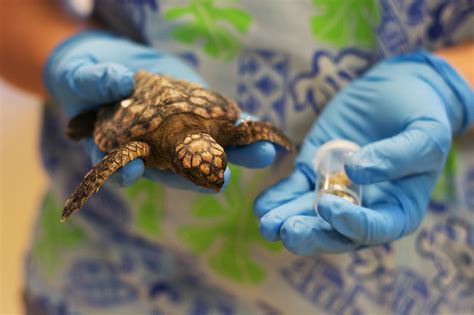 Tiny bits of ocean plastic threaten the survival of sea turtle hatchlings