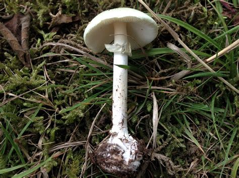 Destroying Angel Mushroom Identification