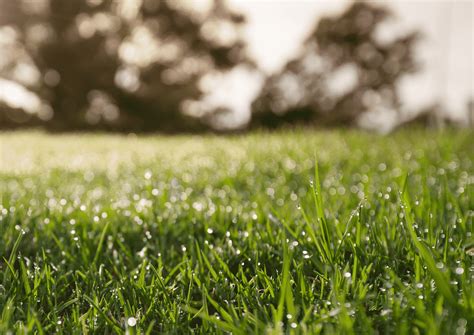 Protecting Grass During Drought - NG Turf