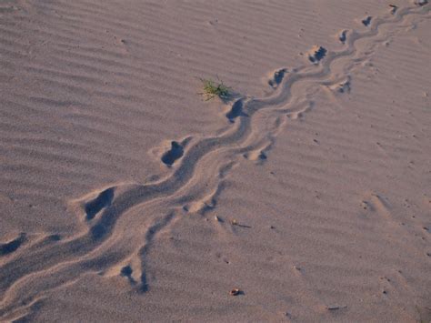 Turtle Tracks? | I found this interesting track by the Missi… | Flickr