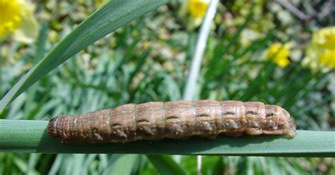 Sussex Nature Notes: Large brown caterpillar