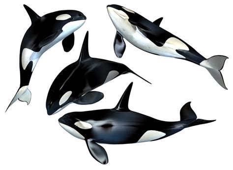 Foto di killer whale PNG