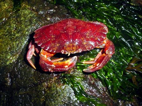 Red Crab – "OCEAN TREASURES" Memorial Library