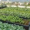 Singapore announces SGD 30 million investment in agri-food Industry | eustan