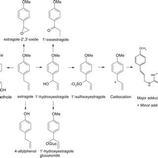 Metabolism of estragole [adapted from Punt et al. (7)]. | Download ...