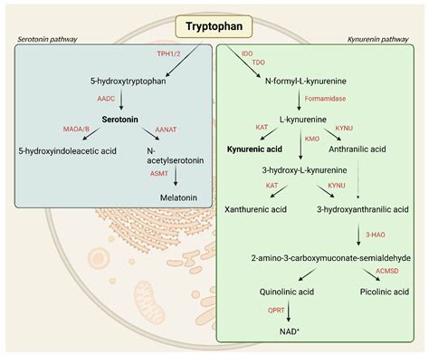 Cells | Free Full-Text | Exploring the Tryptophan Metabolic Pathways in ...