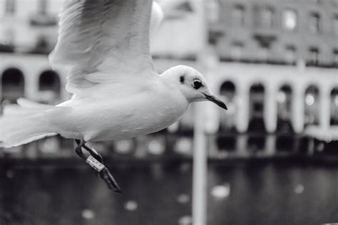 Black and white seagull in Hamburg, Germany – free photo on Barnimages