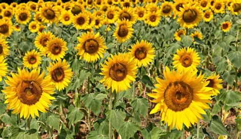 5 sunflower fields in Tuscany