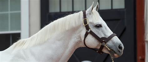 Tapit