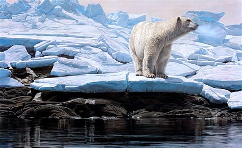 Download Bear Ice Winter Animal Polar Bear 4k Ultra HD Wallpaper by Terry Isaac