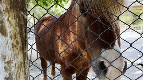 Sweet Horse in a Barn 13555683 Stock Video at Vecteezy