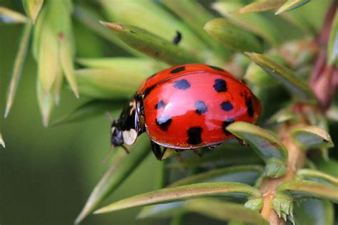 Harlequin ladybirds will be infesting UK houses this winter | IBTimes UK